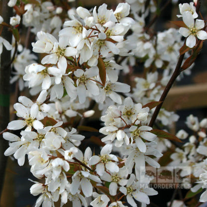 Large clusters of white flowers intertwine with brownish leaves on the branches of the Amelanchier Snowflake - Snowy Mespilus Tree, creating an exquisite display. This tree enhances any garden space with its stunning beauty and touches of copper foliage.