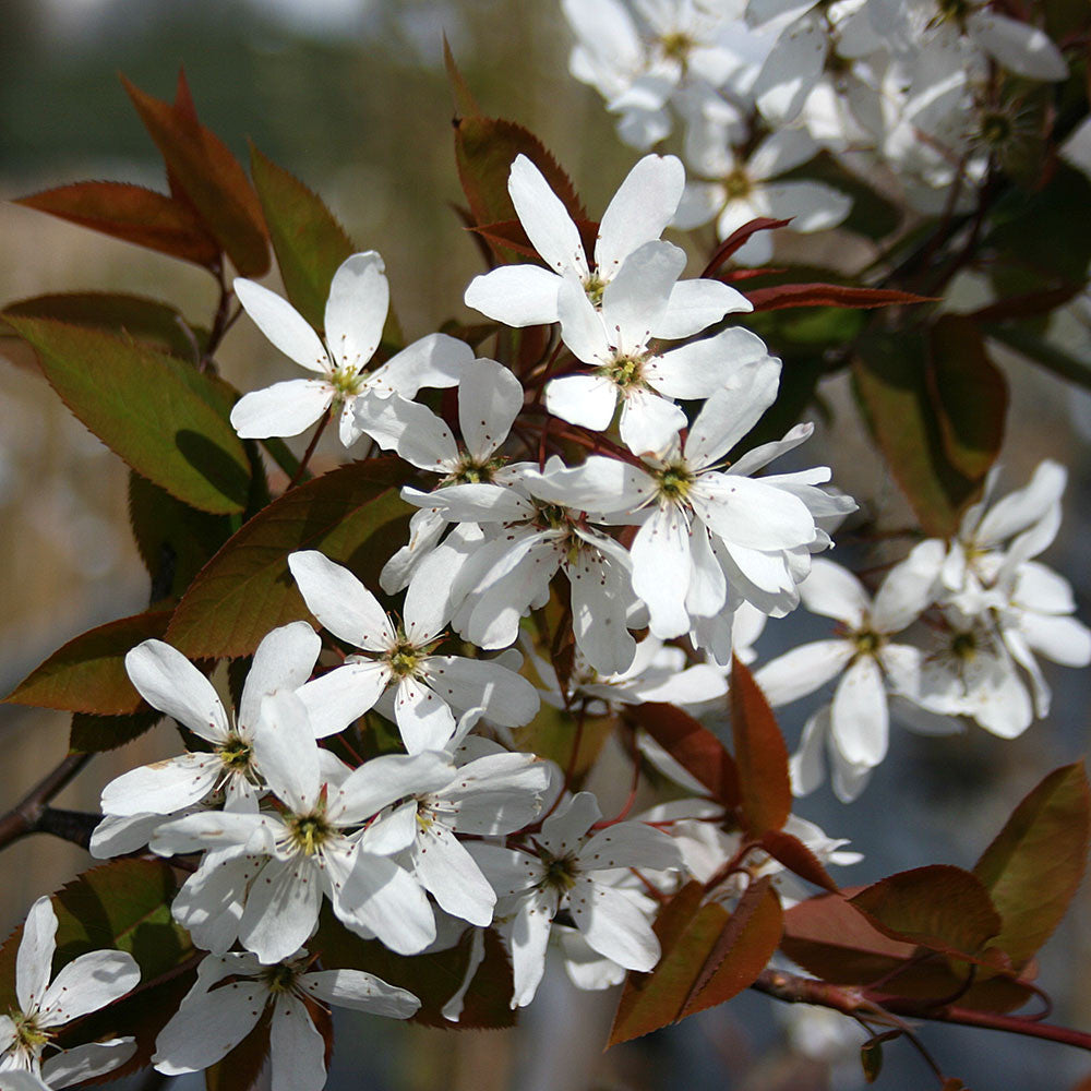 Pointed petals of white blossoms and green-brown leaves adorn a branch against a blurred background, reminiscent of the Amelanchier Snowflake - Snowy Mespilus Tree.