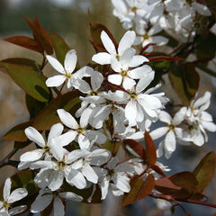 Amelanchier Snowflake - Snowy Mespilus Tree