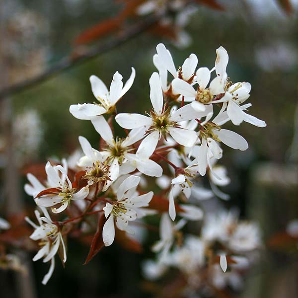 Close-up of white, star-shaped flowers with small petals and dark centers on a branch of the Amelanchier canadensis - Serviceberry Tree, set against a blurred background.