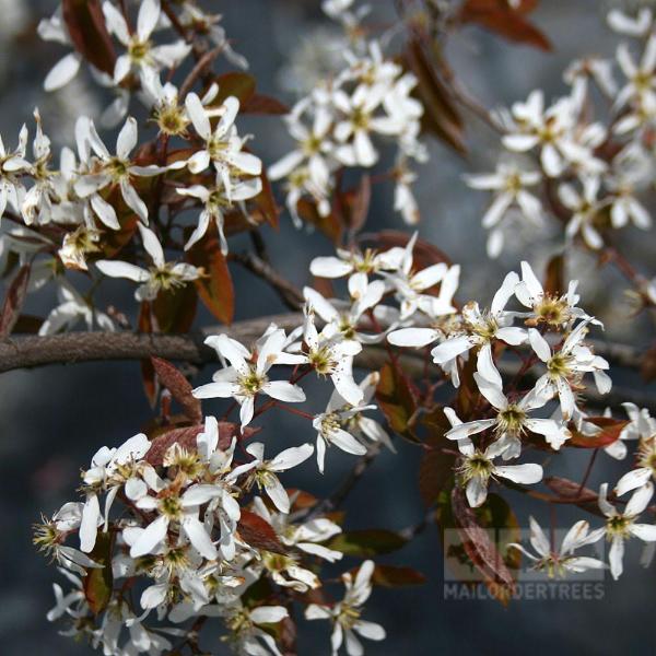 A branch adorned with clusters of star-shaped white flowers and dark leaves, characteristic of the Amelanchier lamarckii - June Berry Tree, stands against a muted background.