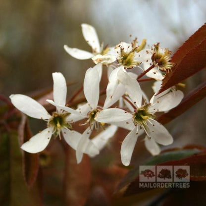 Close-up of star-shaped white flowers with slender petals and red-tinted leaves, suggesting the Amelanchier lamarckii - June Berry Tree. A logo in the bottom right reads Mail Order Trees.