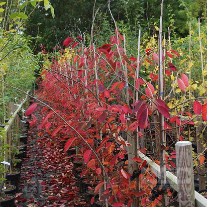 Rows of young Amelanchier lamarckii - June Berry Trees with vibrant red and green leaves fill the nursery, their star-shaped flowers adding delicate charm. Fallen leaves cover the ground, while clusters of purple-black berries hint at future harvests.