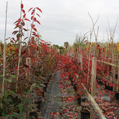 Neatly arranged rows of Amelanchier lamarckii - June Berry Trees, adorned with red autumn leaves, stand in a nursery beneath a cloudy sky, their branches highlighted by purple-black berries.