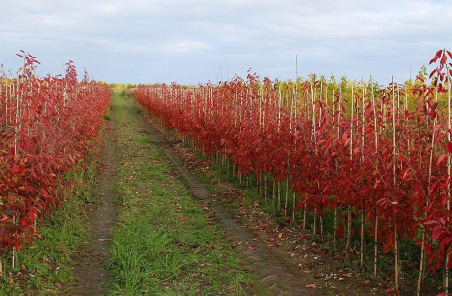 A dirt path runs through two rows of young Amelanchier lamarckii - June Berry trees, their vibrant red leaves dancing beneath a cloudy sky, while star-shaped flowers shyly peek from the shadows.