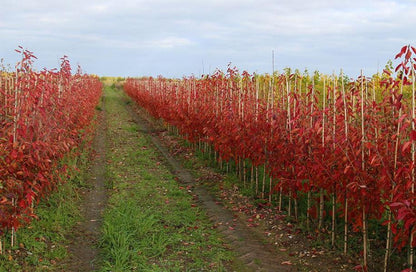 A dirt path runs through two rows of young Amelanchier lamarckii - June Berry trees, their vibrant red leaves dancing beneath a cloudy sky, while star-shaped flowers shyly peek from the shadows.