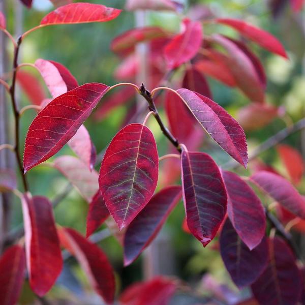 A close-up image of a branch from an Amelanchier lamarckii - June Berry Tree, showcasing red leaves and star-shaped flowers against a backdrop of blurred greenery, accompanied by clusters of purple-black berries.