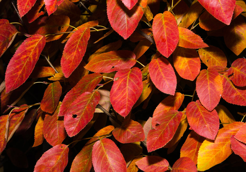 A Stunning Display of Colour in Autumn.