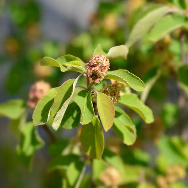 Amelanchier Obelisk