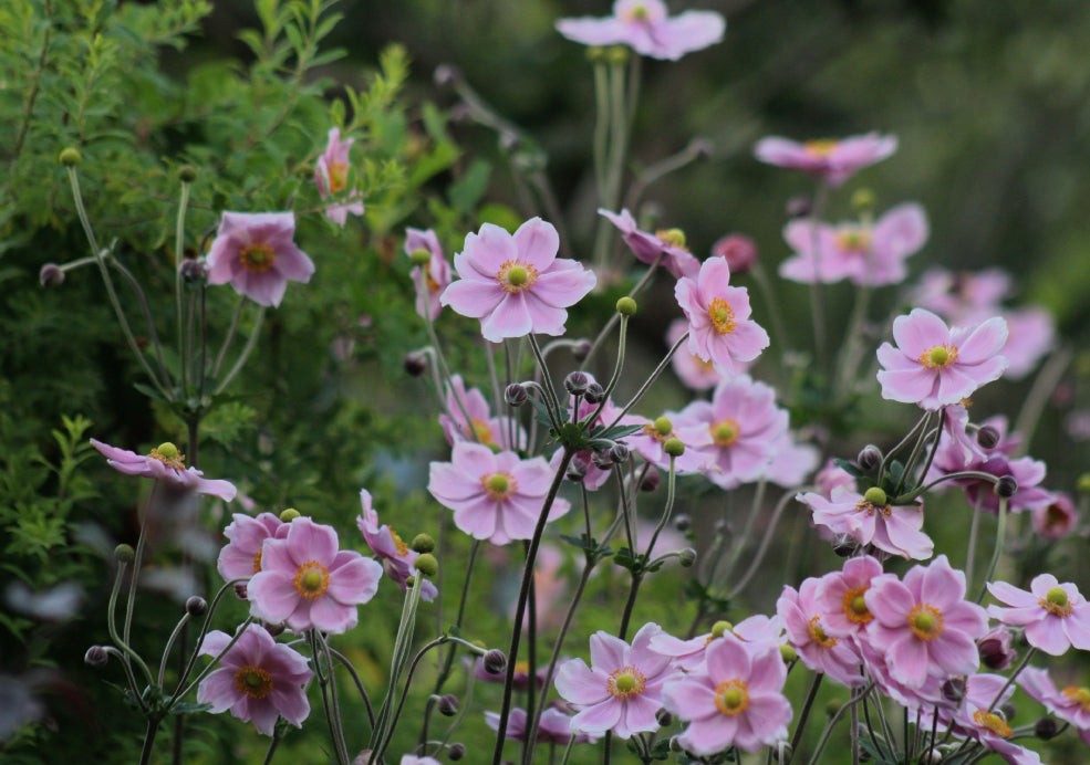 Seasonal Interest and Long-Lasting Blooms.