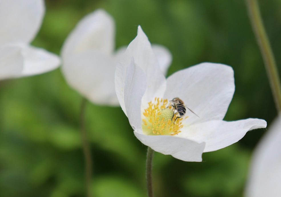 A Favourite for Pollinators and Winter Interest.