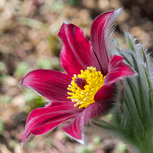 Anemone pulsatilla 'Red'