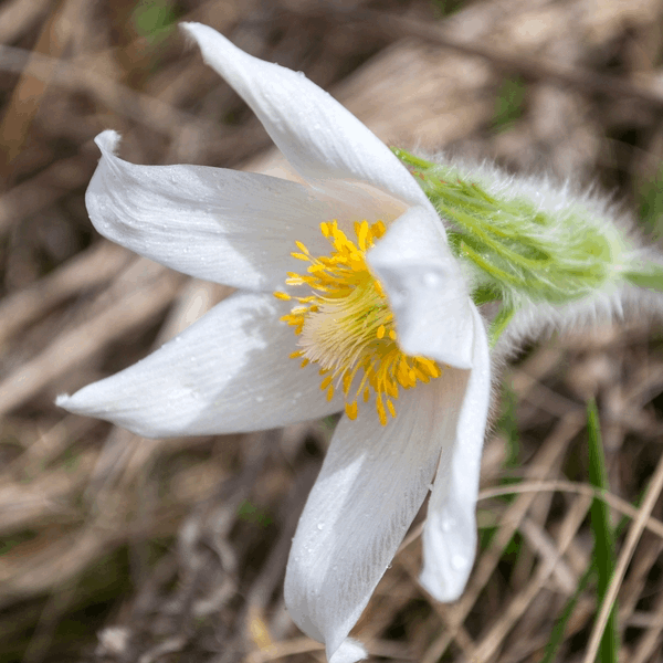 Anemone pulsatilla White