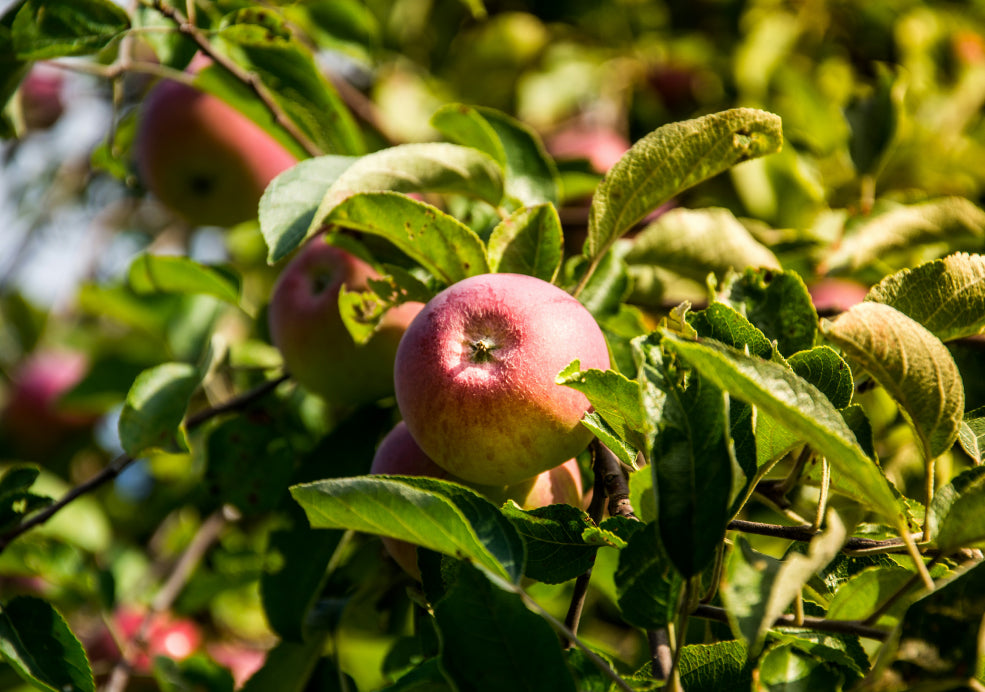 Apple Trees: A Classic Choice with Timeless Appeal.