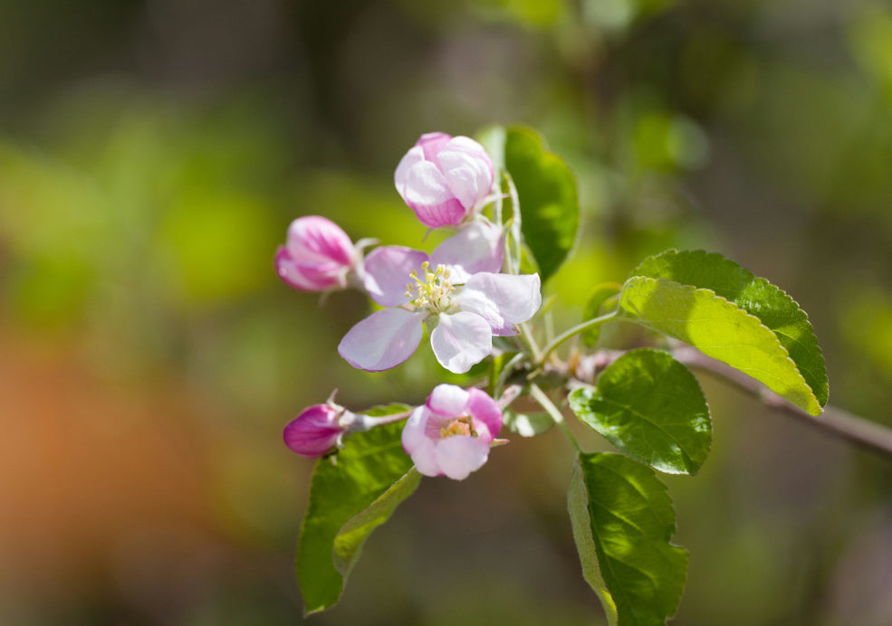 Perfect for Wildlife and Gardeners Alike.