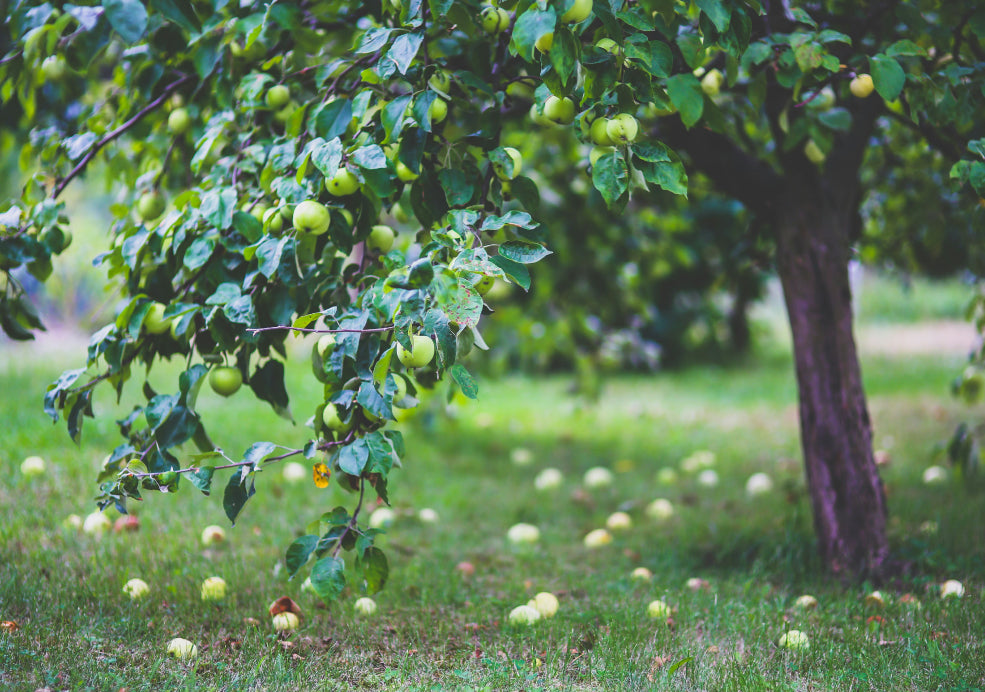 The Joy of Growing Your Own Apples.