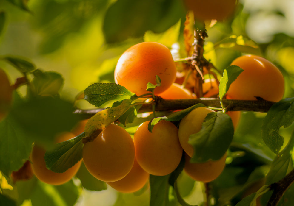 Yellow-orange fruits hang from a tree branch with green leaves, illuminated by sunlight.