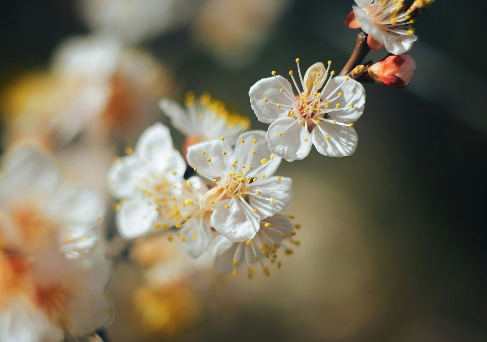 Close-up of white cherry blossoms with yellow stamens on a branch, against a blurred background.