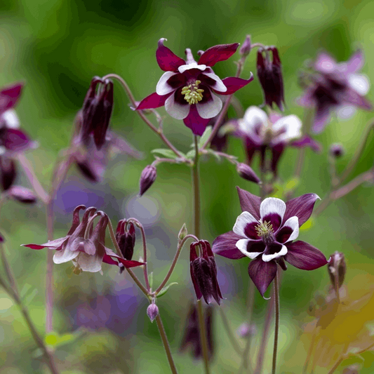 Aquilegia William Guinness - Columbine