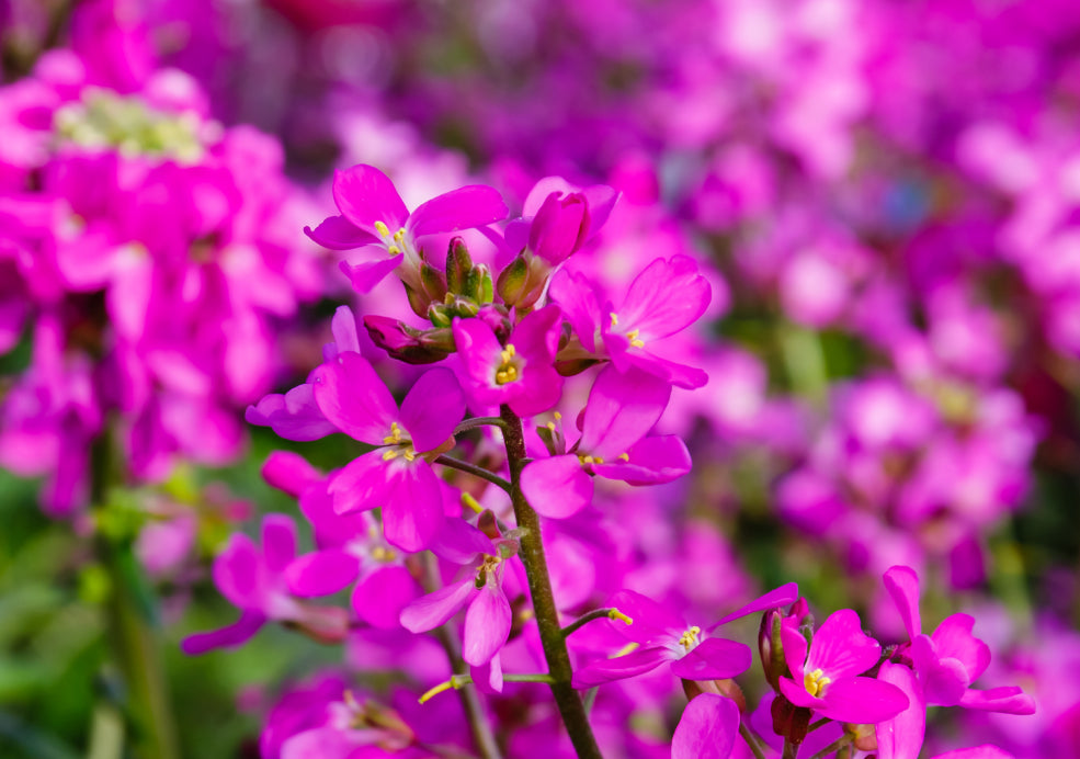 Early Blooms and Pollinator-Friendly.