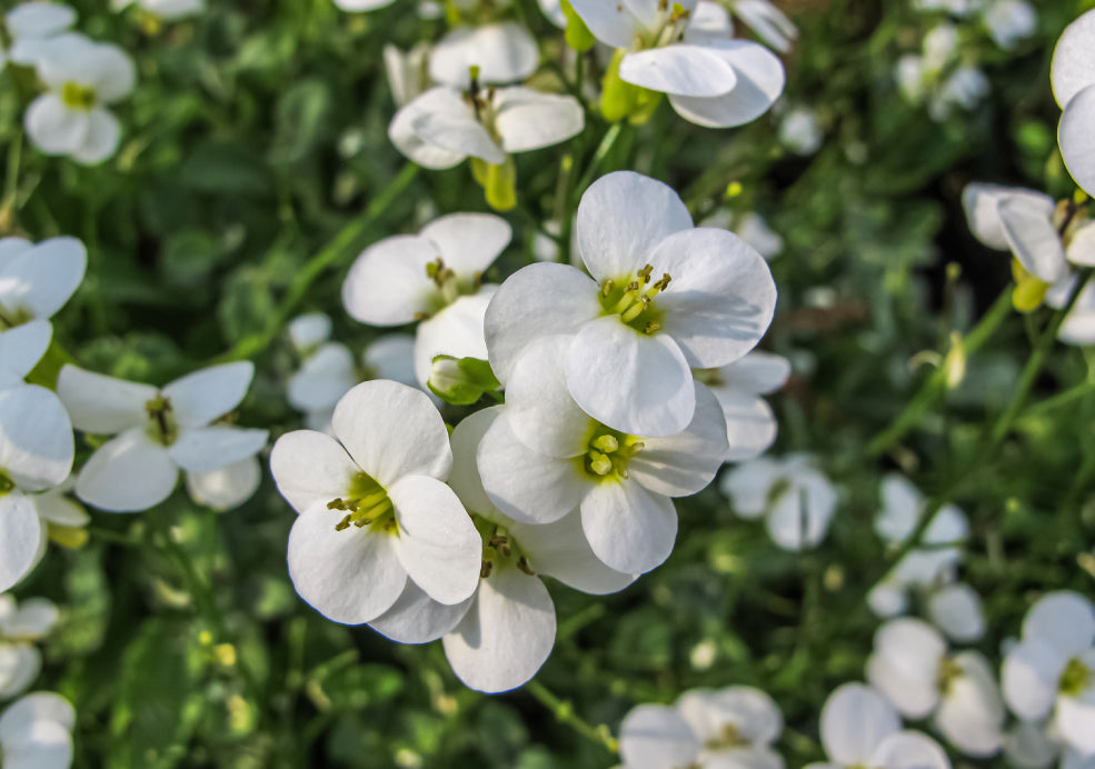 Arabis: A Delightful Ground Cover with Cascading Blooms.