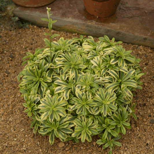 Arabis ferdinandi-coburgi 'Old Gold'