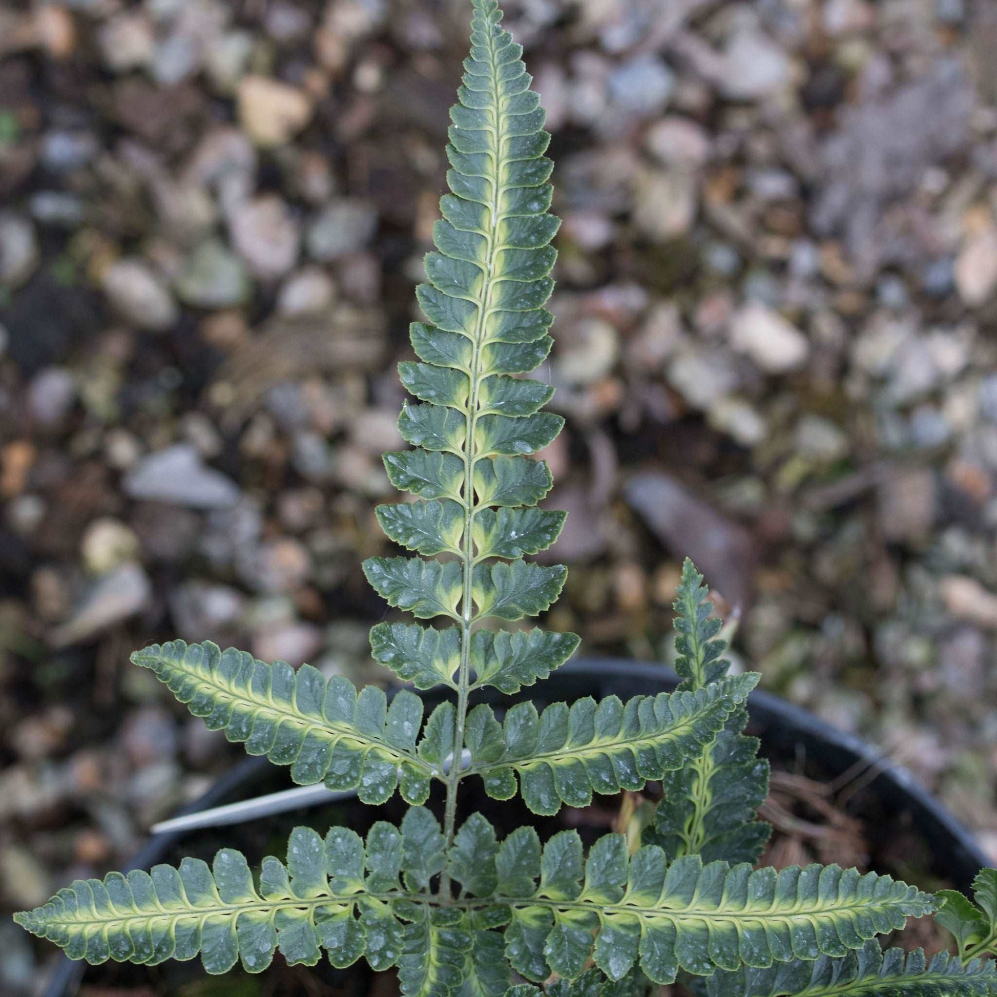 Arachnoides aristata variegata - Foliage