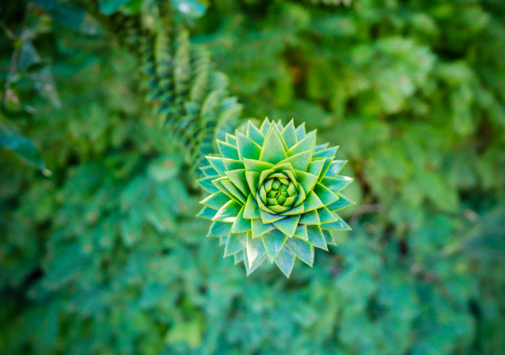 Araucaria: A Tree with Ancient Majesty.