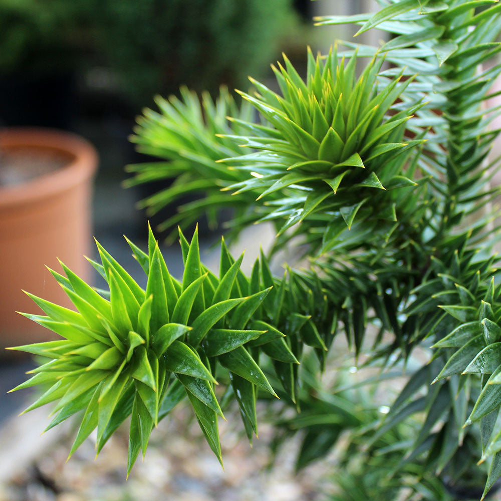 Close-up of bright green, spiky leaves on an Araucaria araucana - Monkey Puzzle Tree branch with a blurry terracotta pot in the background.