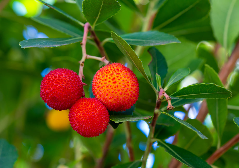 Arbutus: A Mediterranean Marvel in the British Garden.