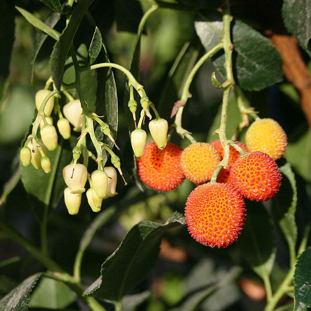 Unripe white and ripe red fruits of the Arbutus unedo - Strawberry Tree dangle from its branches, which are decorated with lush green leaves.