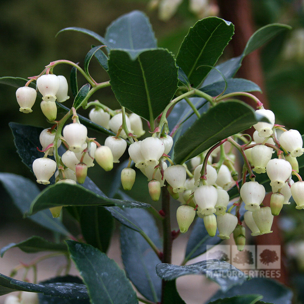 Close-up of Arbutus unedo - Strawberry Tree branch, displaying clusters of small, white, bell-shaped flowers and glossy green leaves.