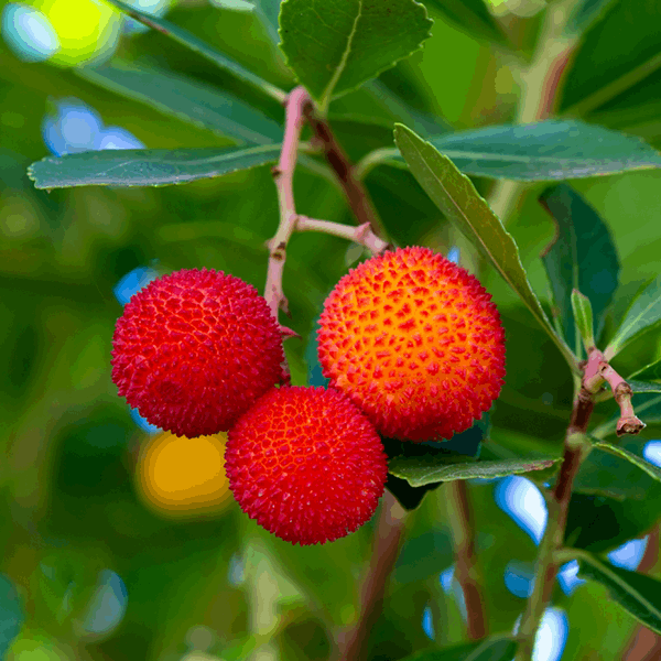 Three vivid red fruits with spikes dangle from the evergreen branches of an Arbutus unedo, or Strawberry Tree, amid lush green foliage.