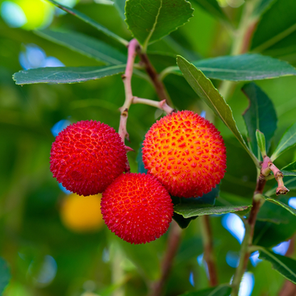 Arbutus unedo - Strawberry Tree