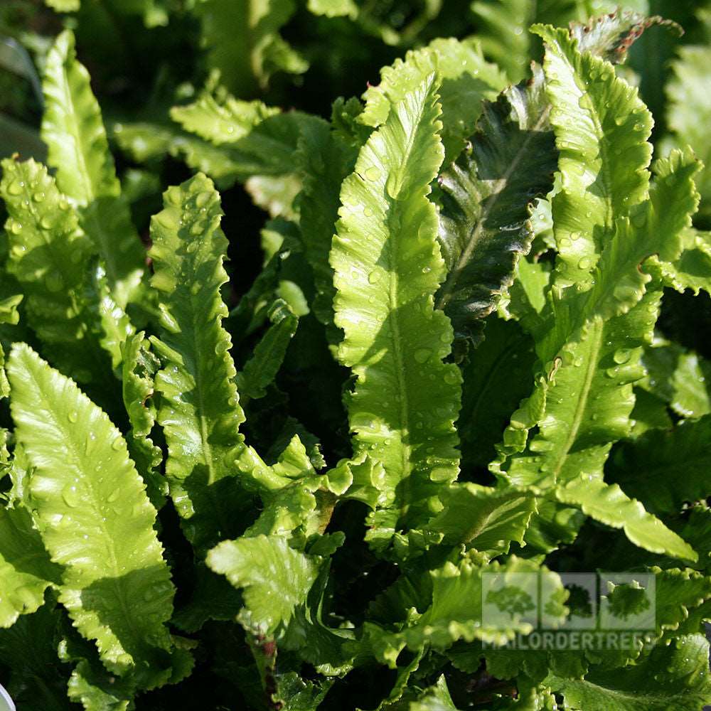 Asplenium Angustifolia - Foliage