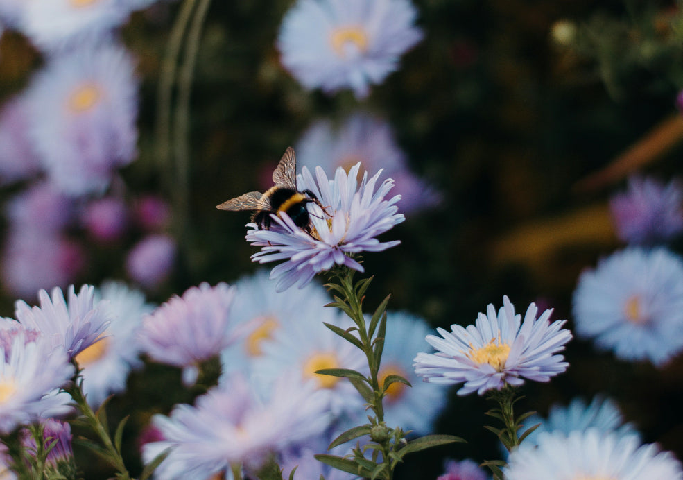 A Pollinator Magnet and Late-Season Wildlife Support.