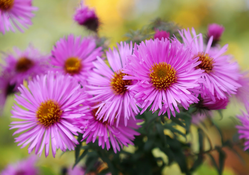 Aster: A Burst of Late-Season Colour.