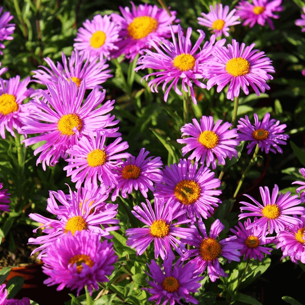 Aster alpinus 'Happy End'