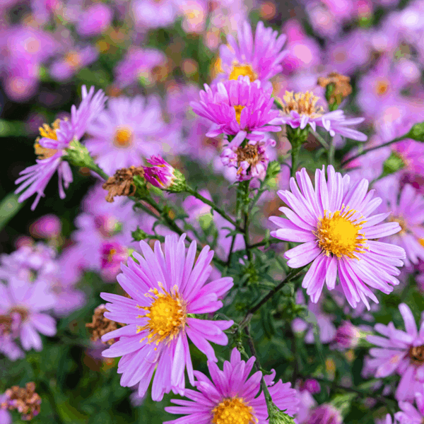 Aster Alpinus Happy End