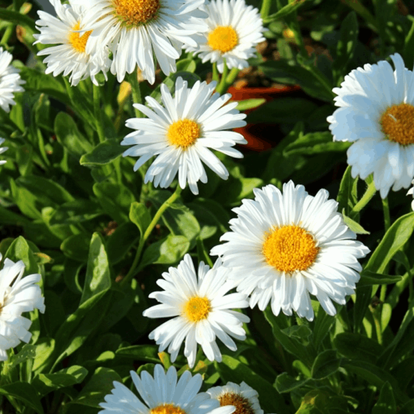 Aster alpinus 'Albus'