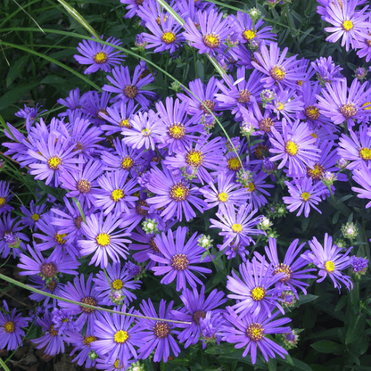 Aster amellus Rudolf Goethe