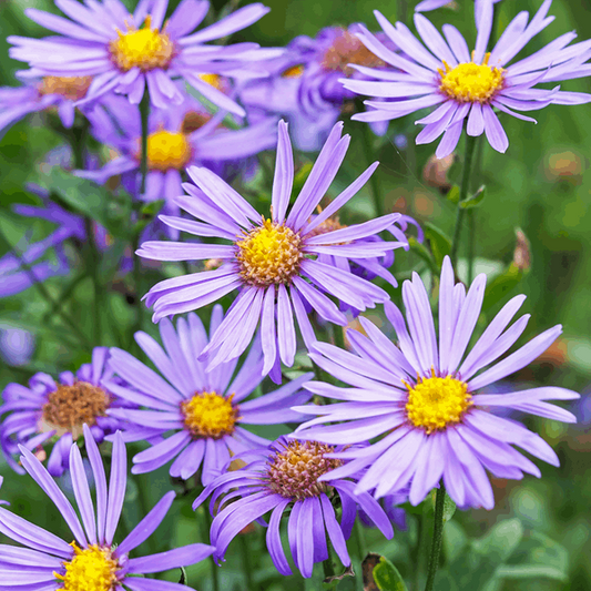 Aster amellus 'Rudolf Goethe'