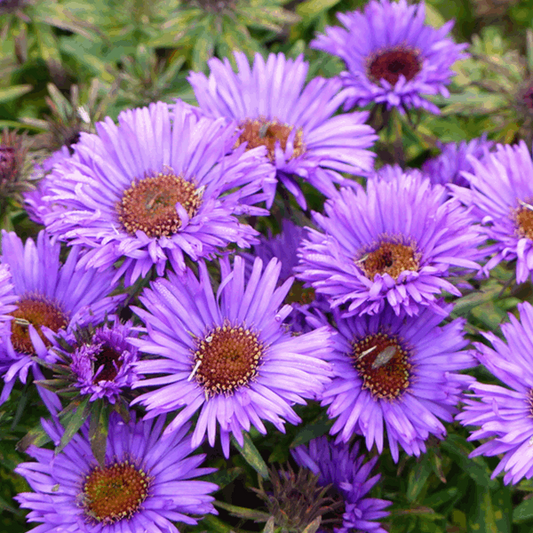 Aster novae-angliae 'Purple Dome'