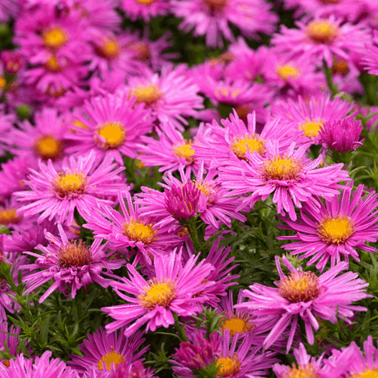 Aster novi belgii 'Alice Haslam'