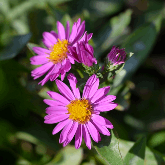 Aster novi belgii 'Alice Haslam'