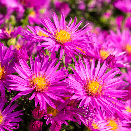 Aster novi belgii 'Dandy'