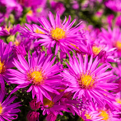 Aster novi-belgii 'Dandy'