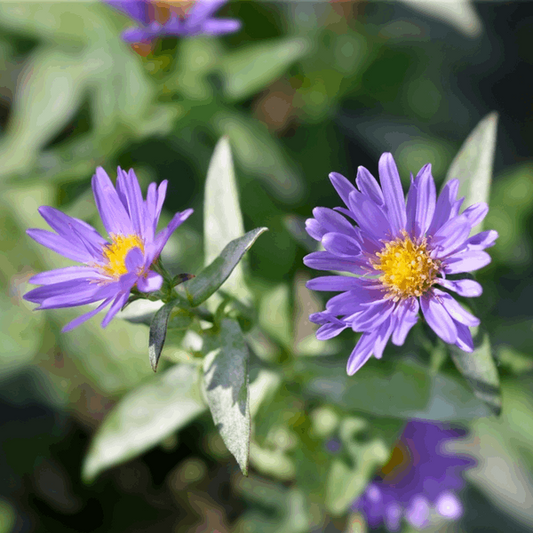 Aster novi belgii 'Samoa'