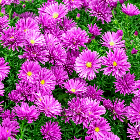 Aster novi belgii 'Tonga'