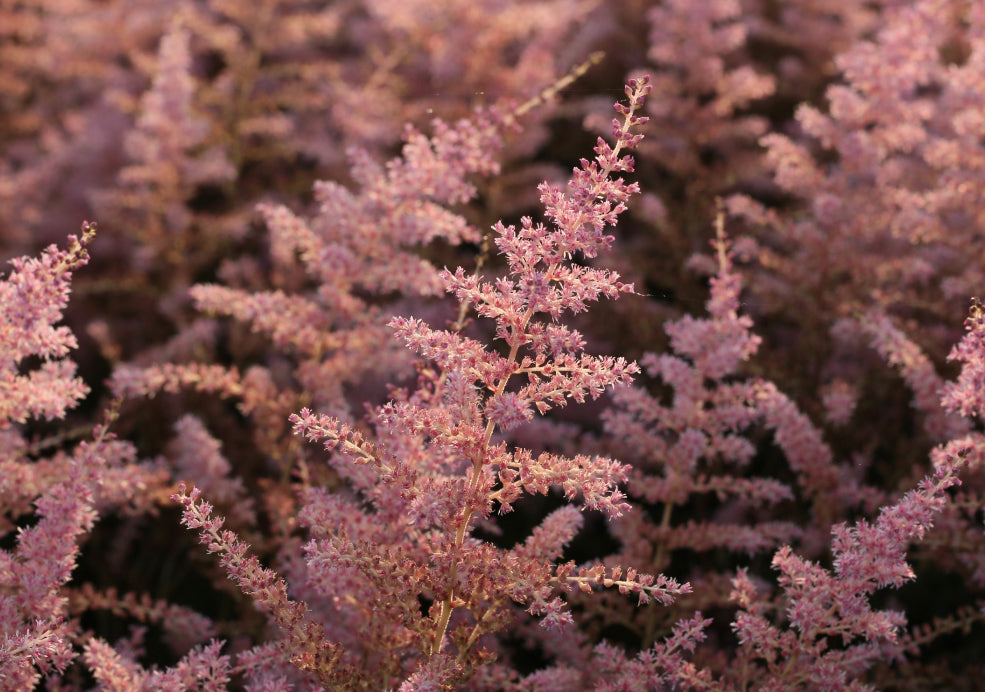 Close-up of pink flowering branches, densely clustered with small, delicate blooms.